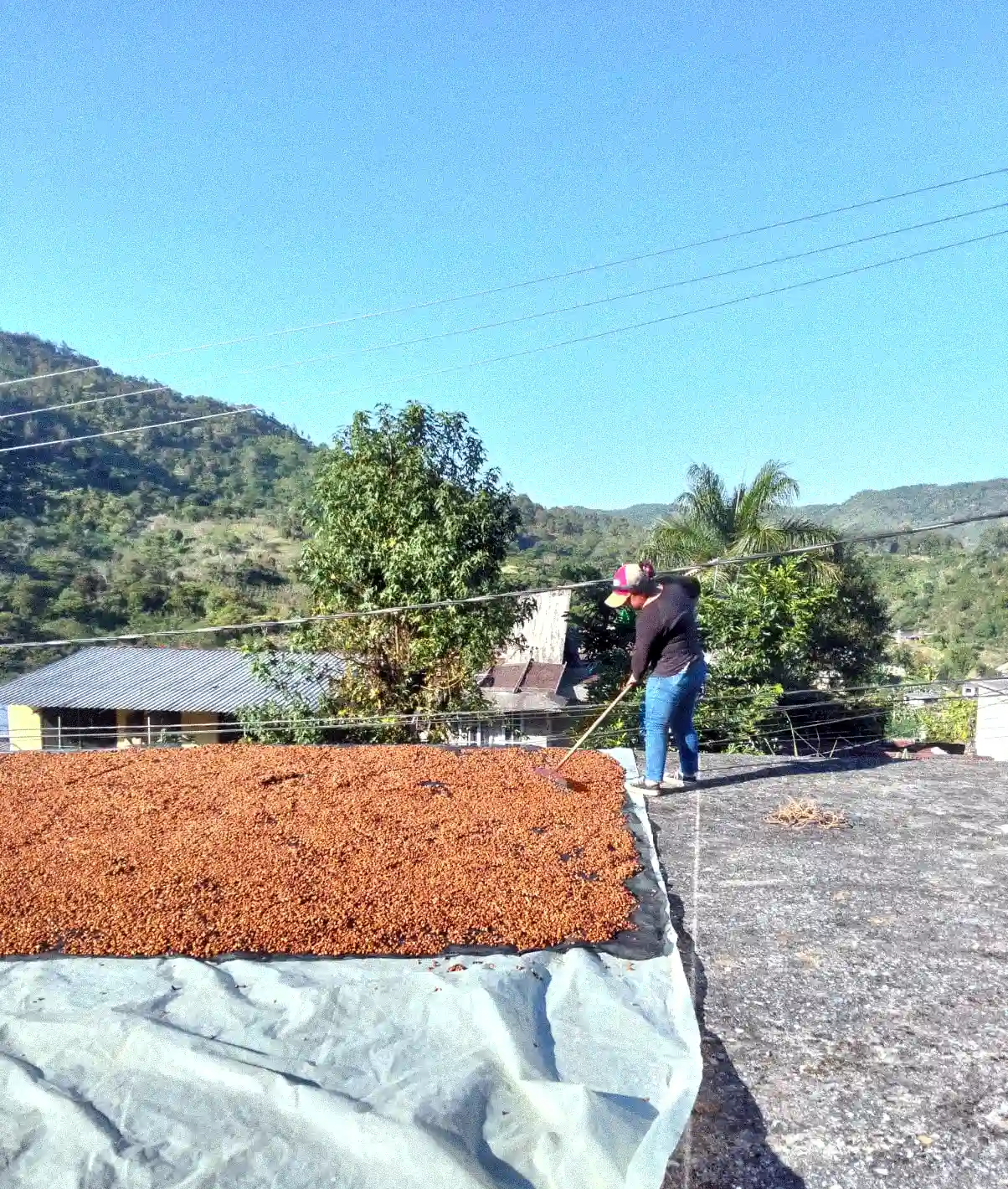 Cuamila - Secado