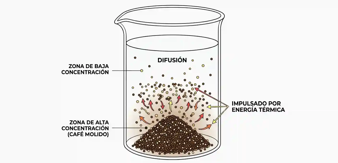 Diagrama de la difusión en la extracción del café