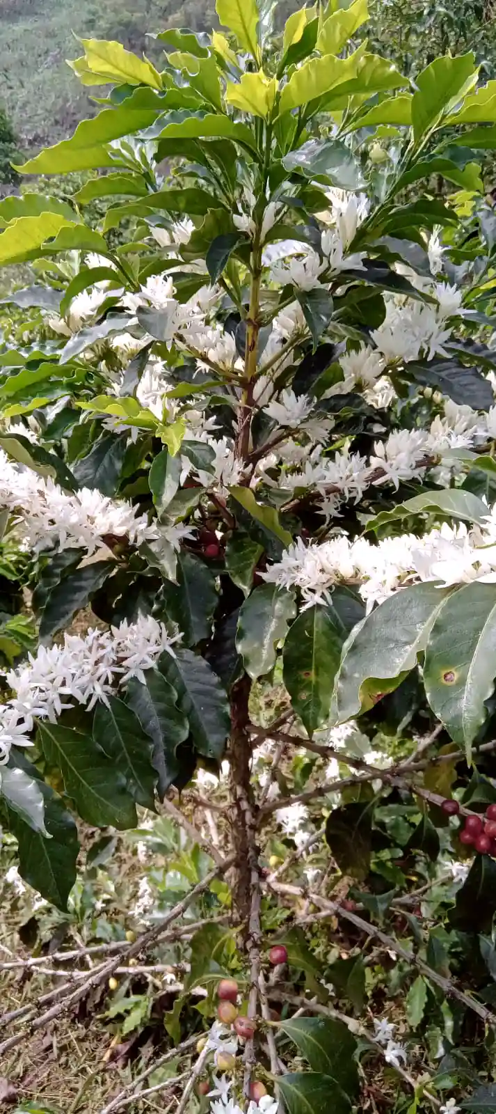 Obatá - Floración