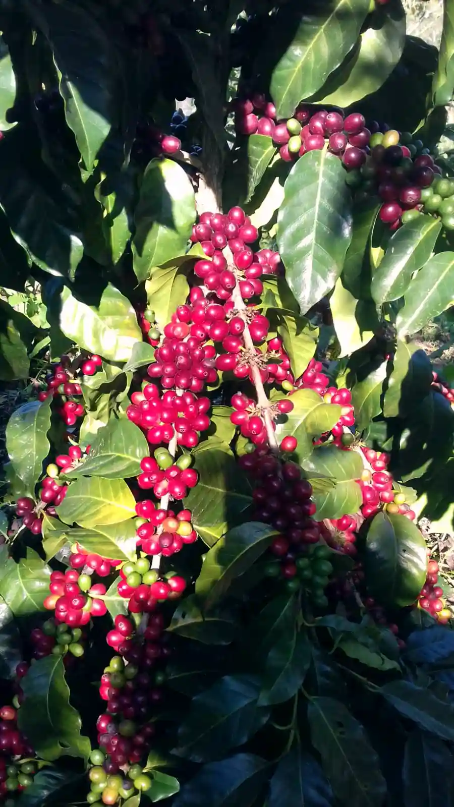 Eloxochitlán - Cafetal