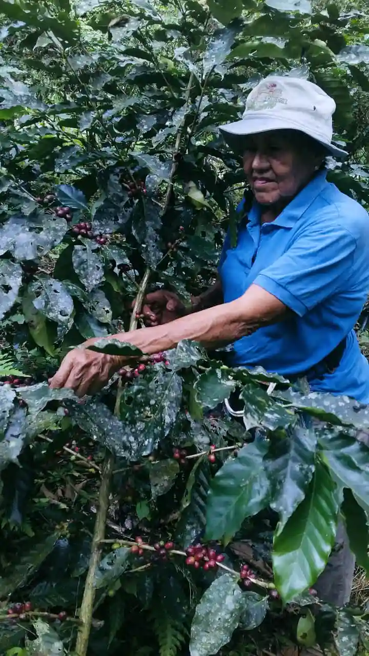 La Estancia - Cafetales